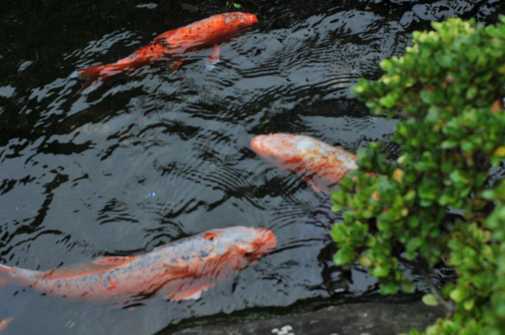 Atamisekitei Annex Sakuragaokasaryo Hotel Atami  Eksteriør billede